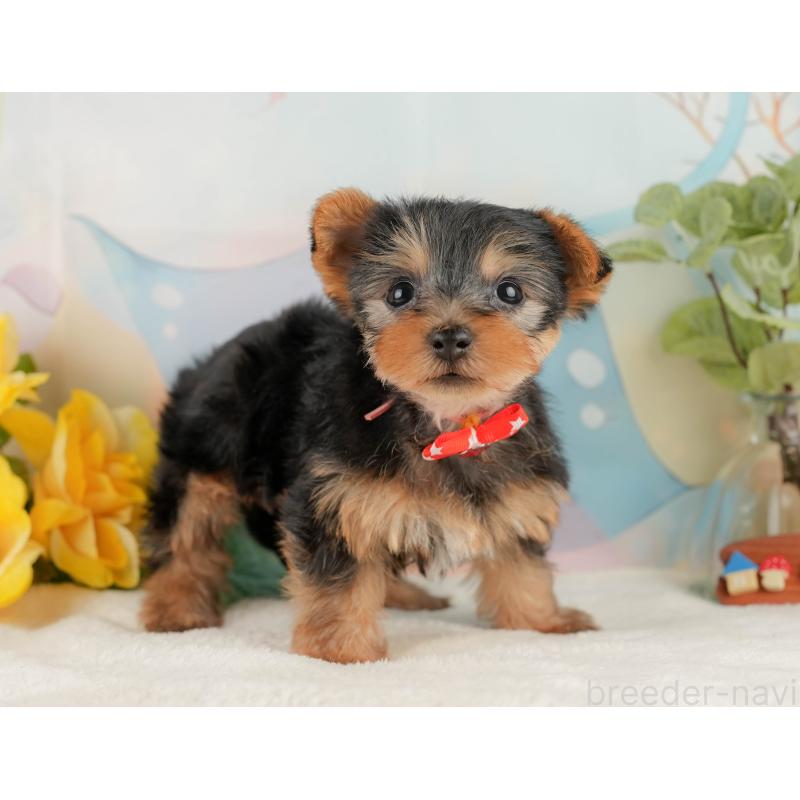 販売中の静岡県のヨークシャーテリア-427902の7枚目