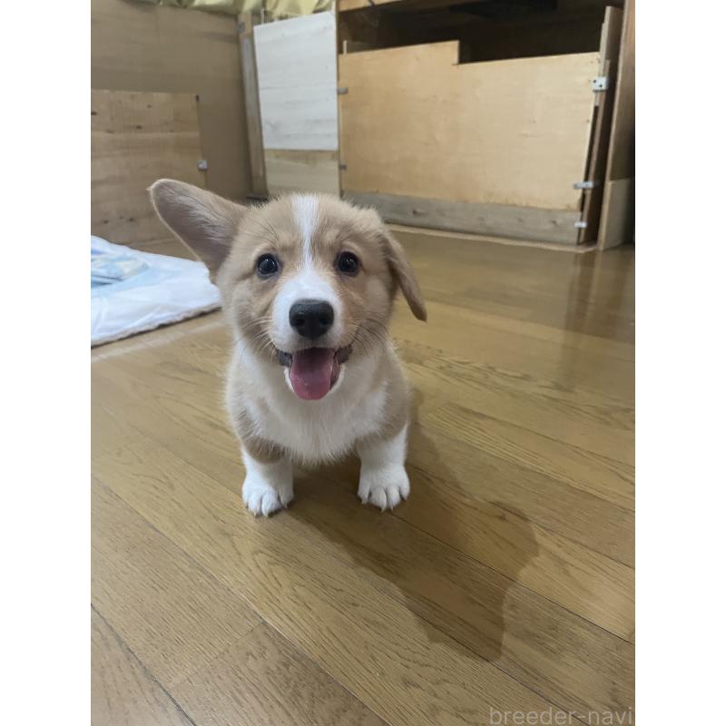 販売中の滋賀県のウェルシュコーギーペンブローク-427019の2枚目