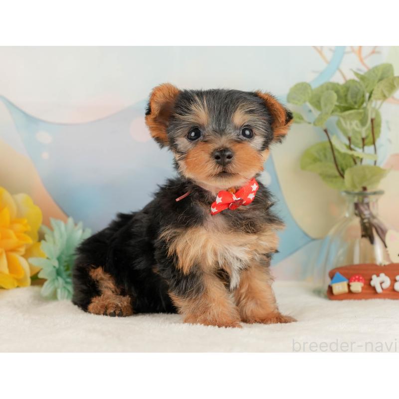 販売中の静岡県のヨークシャーテリア-427902の6枚目