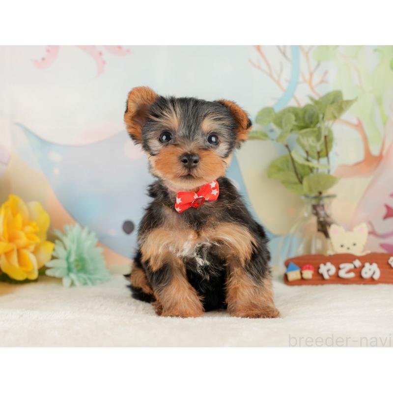 販売中の静岡県のヨークシャーテリア-427902の5枚目
