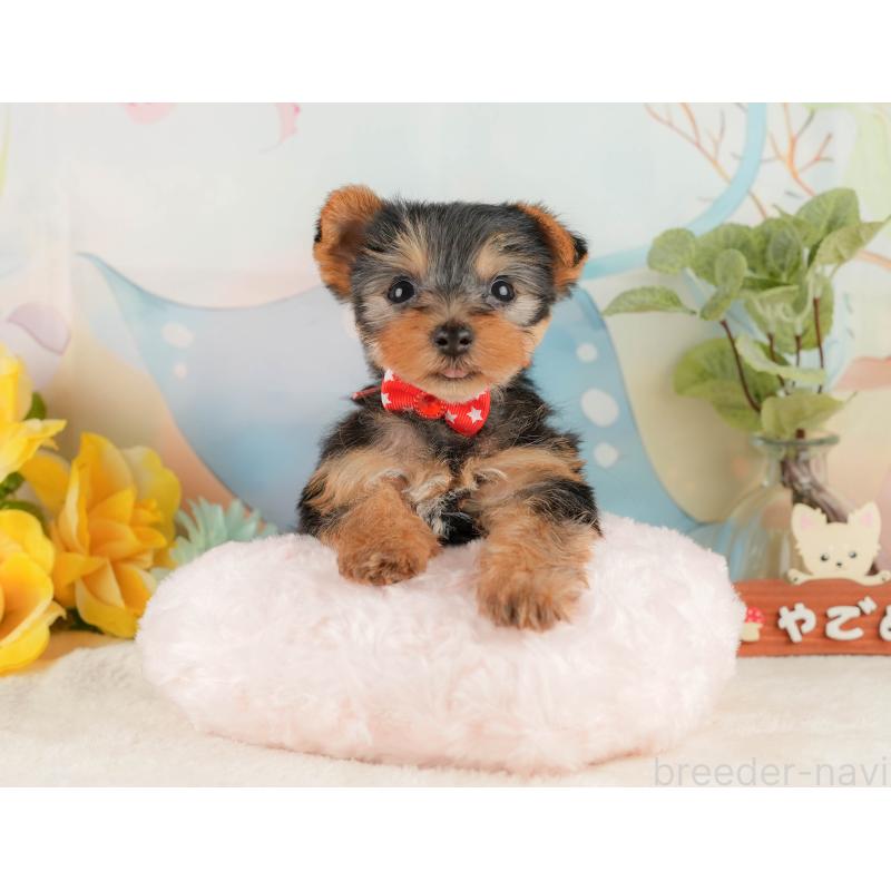 販売中の静岡県のヨークシャーテリア-427902の4枚目