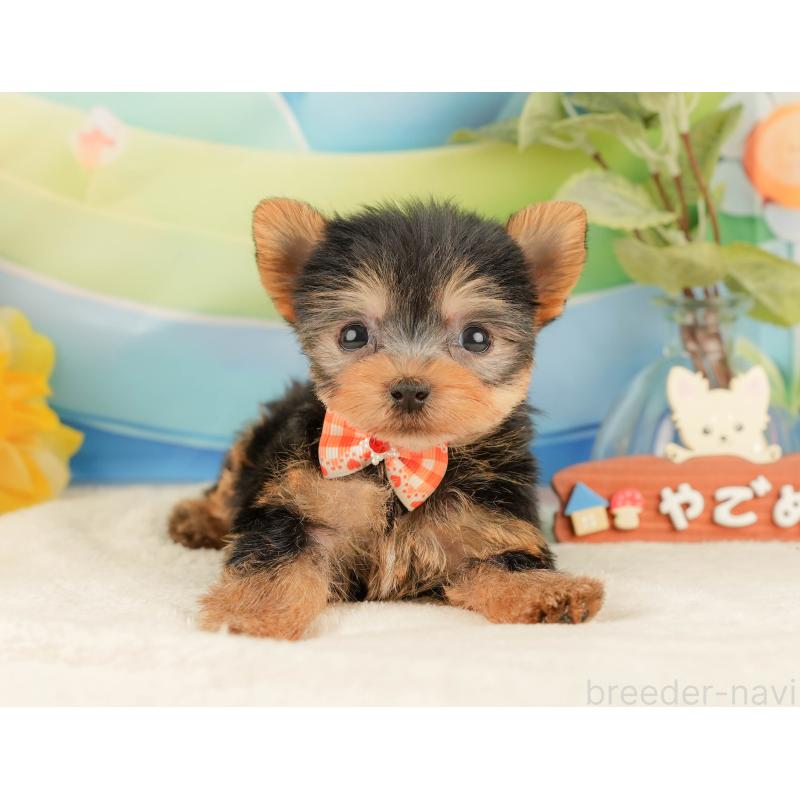 販売中の静岡県のヨークシャーテリア-427906の10枚目