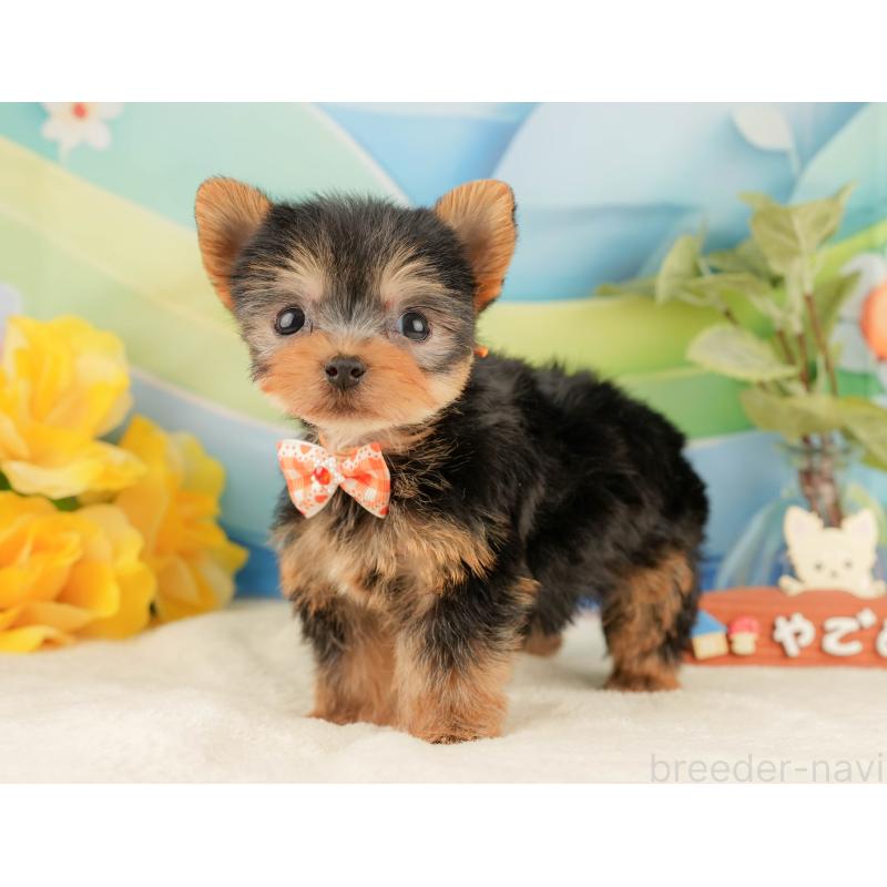 販売中の静岡県のヨークシャーテリア-427906の9枚目