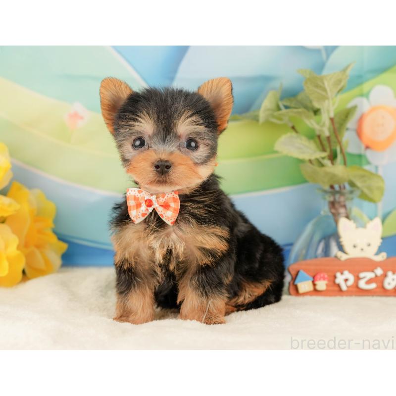 販売中の静岡県のヨークシャーテリア-427906の8枚目
