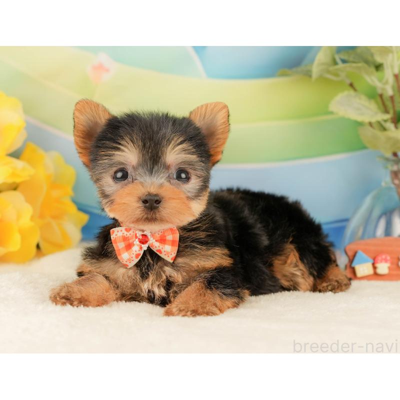 販売中の静岡県のヨークシャーテリア-427906の7枚目