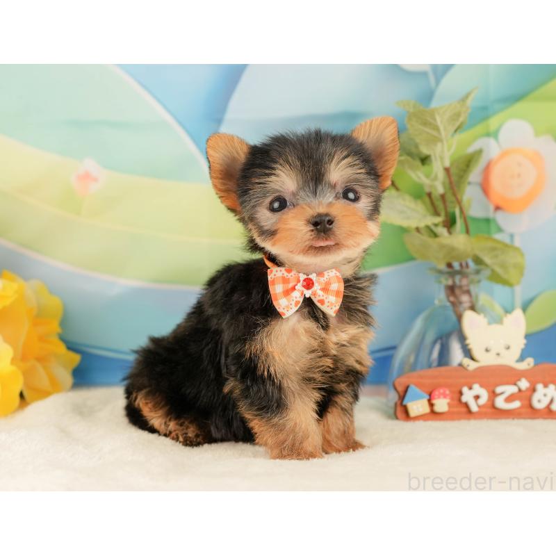 販売中の静岡県のヨークシャーテリア-427906の6枚目