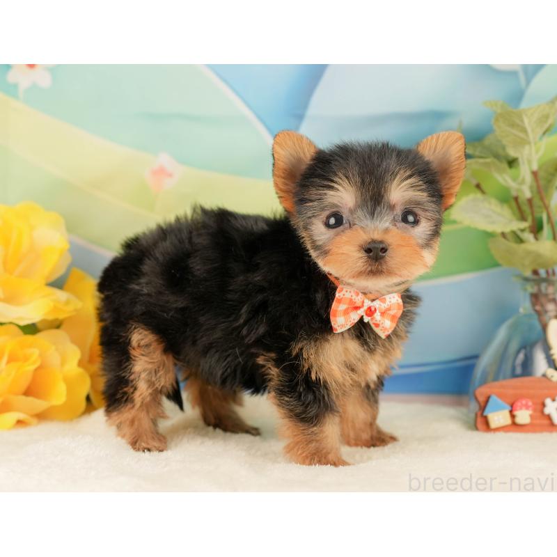 販売中の静岡県のヨークシャーテリア-427906の5枚目