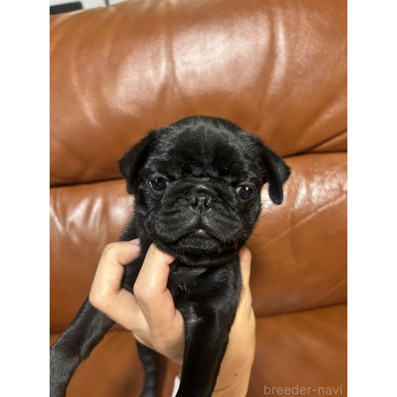 販売中の群馬県のパグ-427017の6枚目