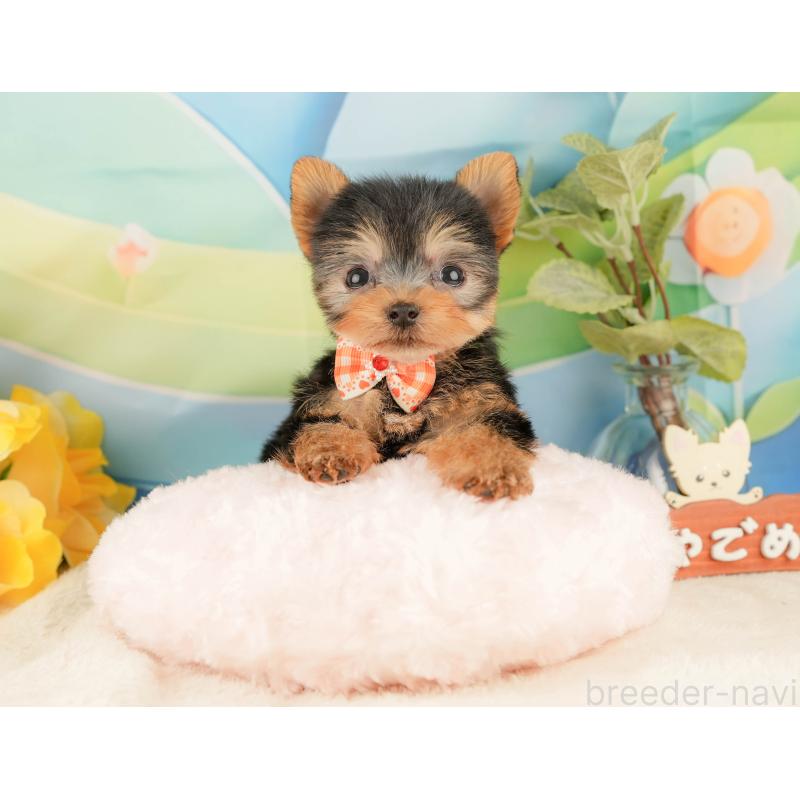 販売中の静岡県のヨークシャーテリア-427906の4枚目