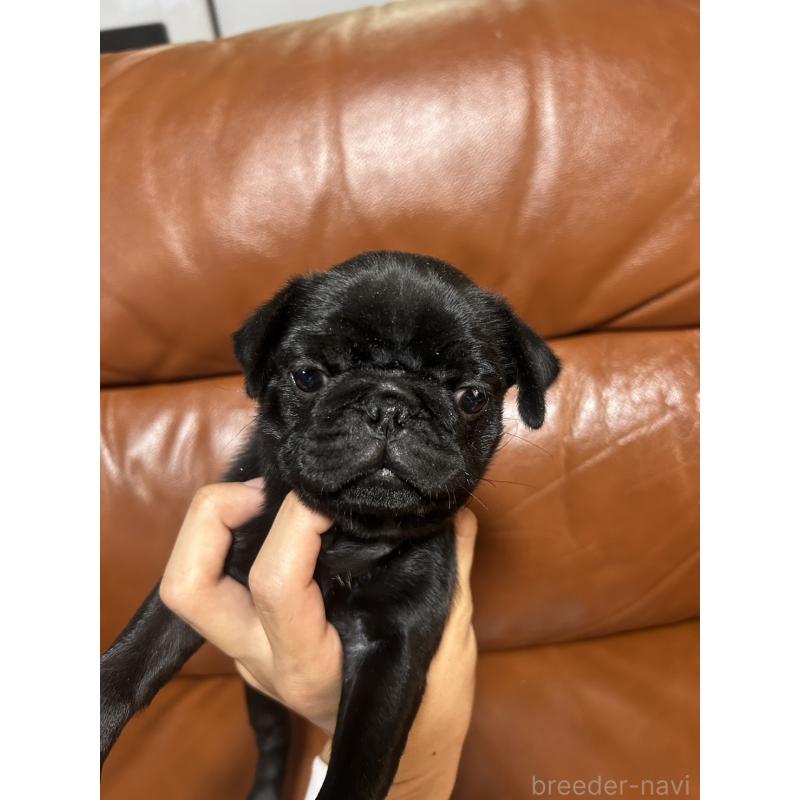 販売中の群馬県のパグ-427017の5枚目