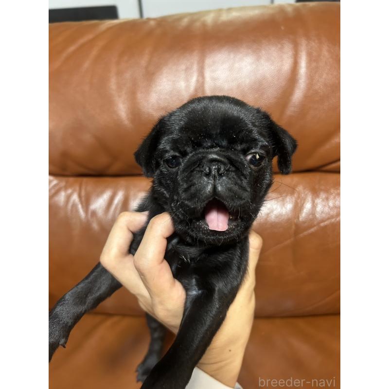 販売中の群馬県のパグ-427017の4枚目