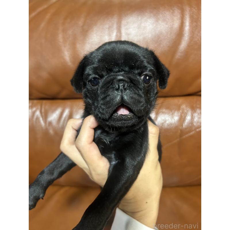 販売中の群馬県のパグ-427017の3枚目