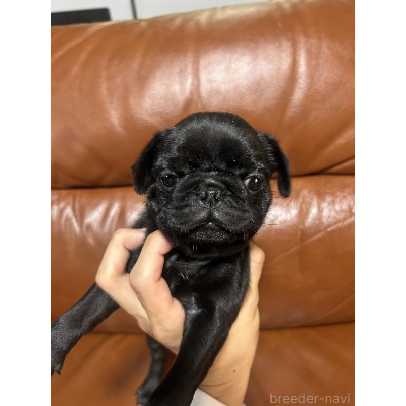 販売中の群馬県のパグ-427017の2枚目