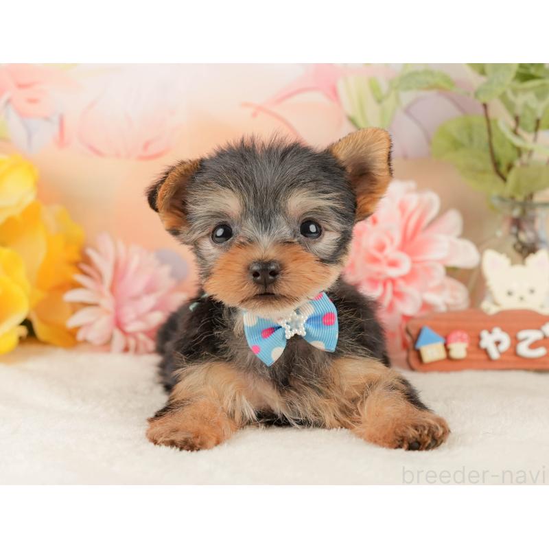 販売中の静岡県のヨークシャーテリア-427907の10枚目