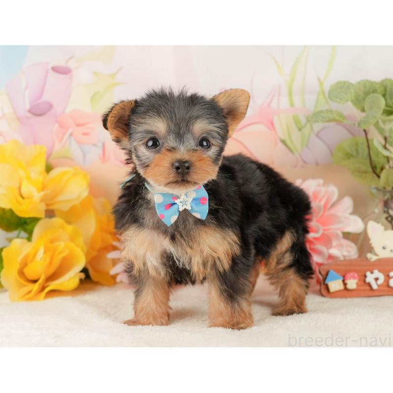 販売中の静岡県のヨークシャーテリア-427907の9枚目