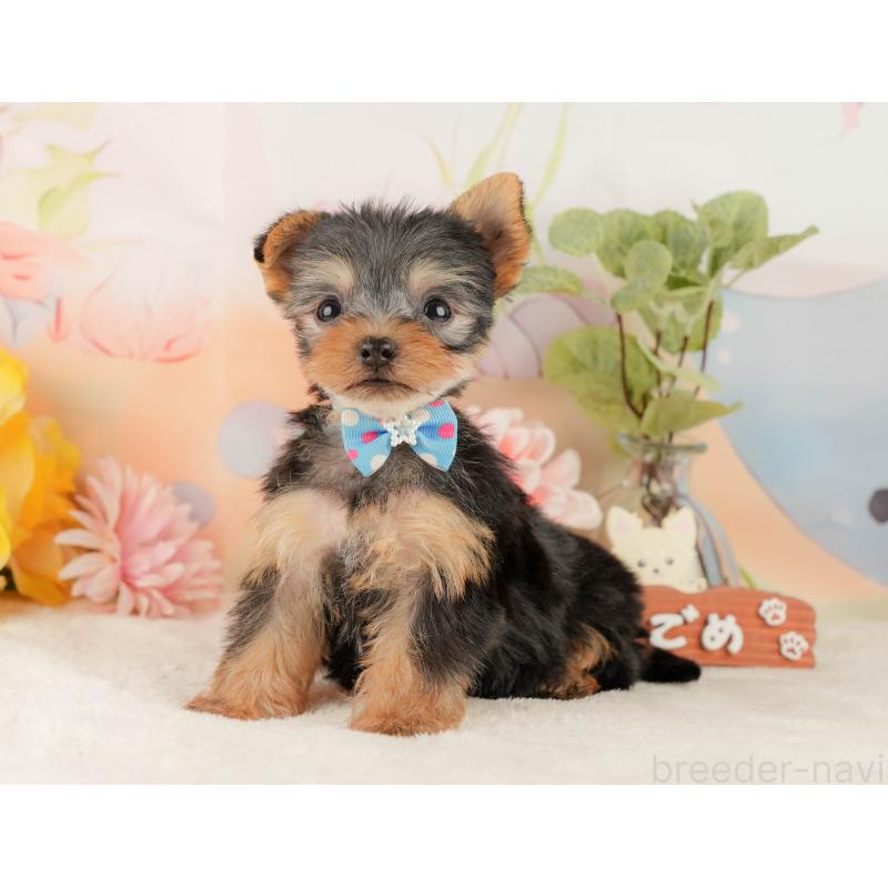 販売中の静岡県のヨークシャーテリア-427907の8枚目