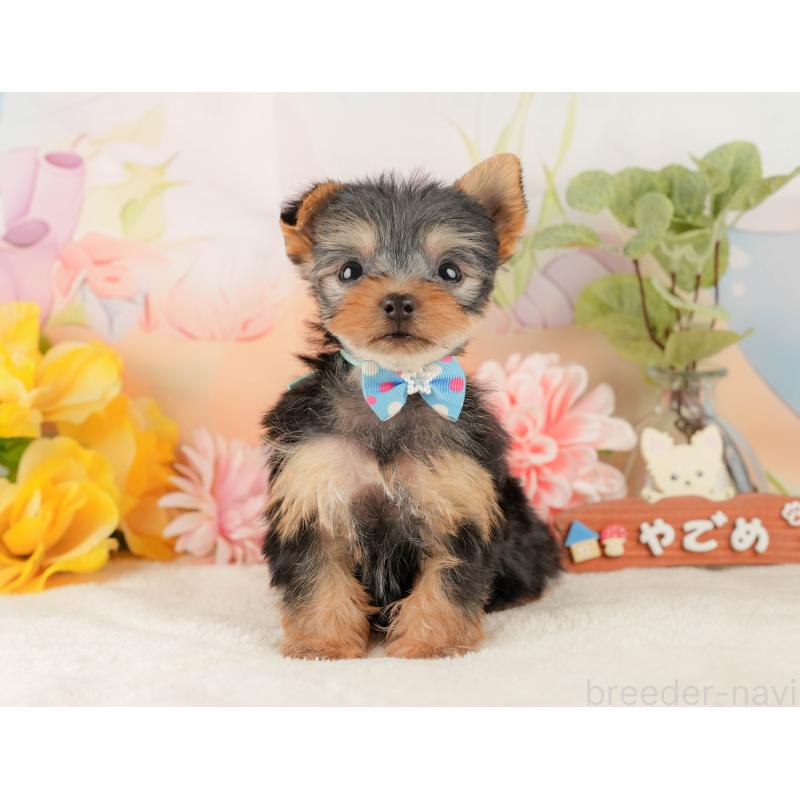 販売中の静岡県のヨークシャーテリア-427907の7枚目