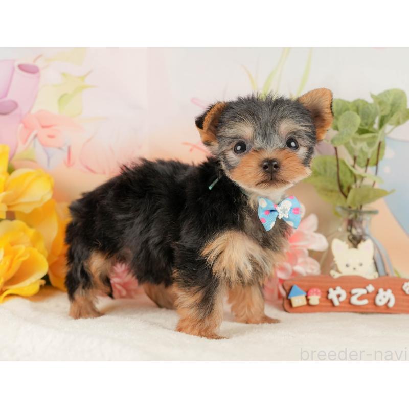 販売中の静岡県のヨークシャーテリア-427907の6枚目