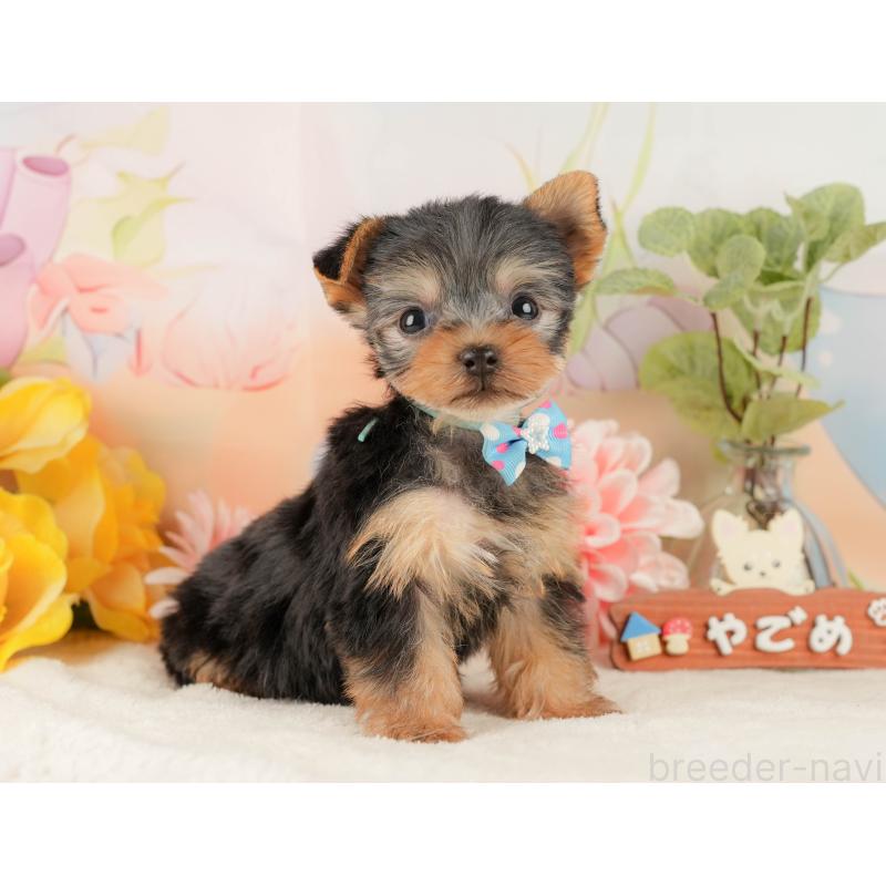 販売中の静岡県のヨークシャーテリア-427907の5枚目