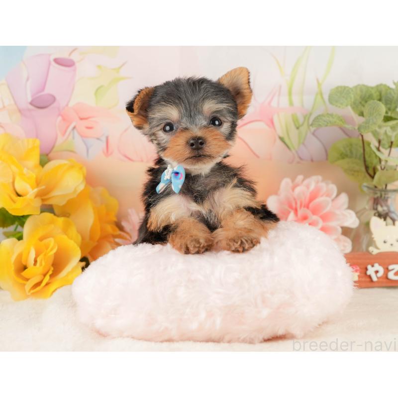 販売中の静岡県のヨークシャーテリア-427907の4枚目