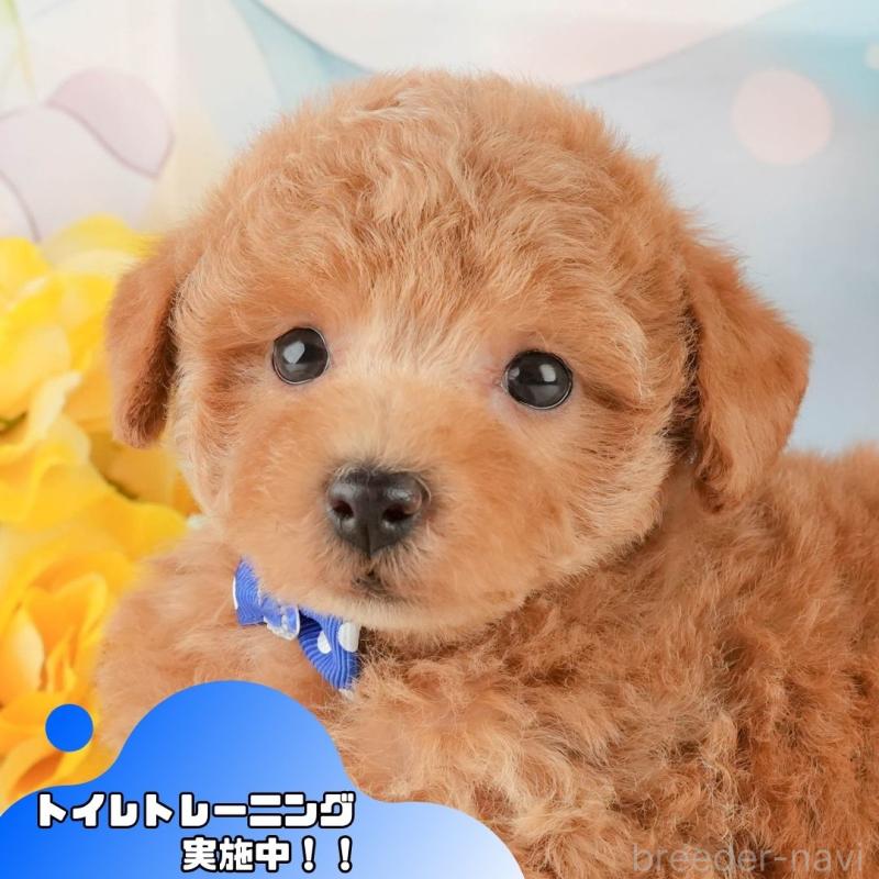 販売中の静岡県のトイプードル-427909の1枚目