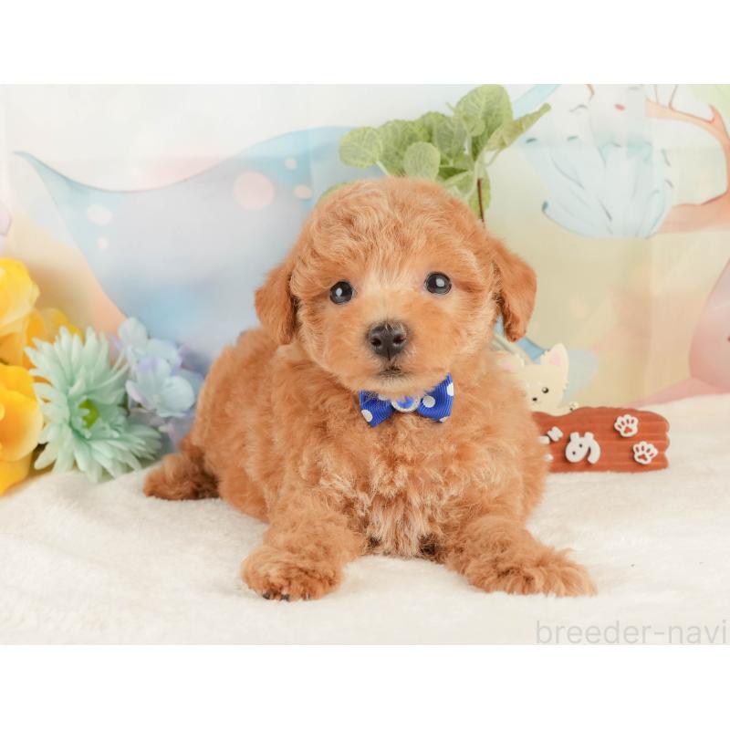 販売中の静岡県のトイプードル-427909の10枚目