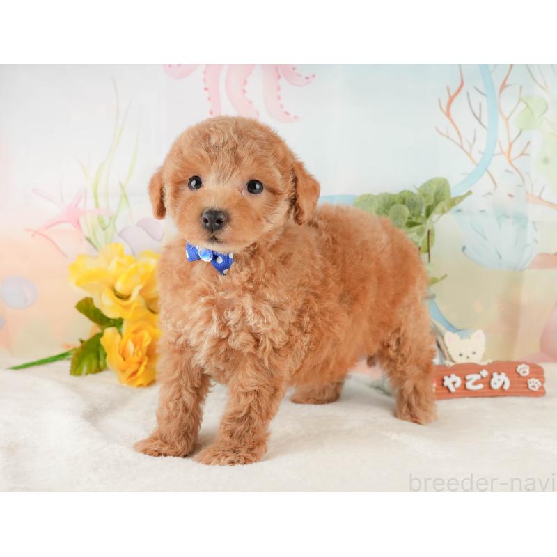 販売中の静岡県のトイプードル-427909の9枚目