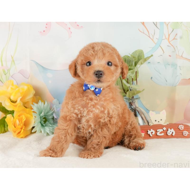 販売中の静岡県のトイプードル-427909の8枚目