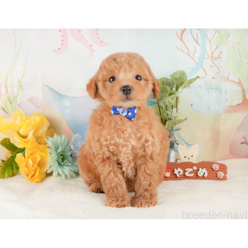 販売中の静岡県のトイプードル-427909の7枚目
