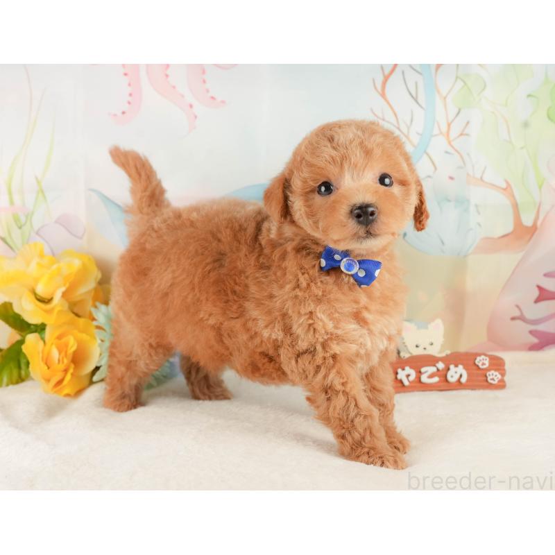 販売中の静岡県のトイプードル-427909の6枚目