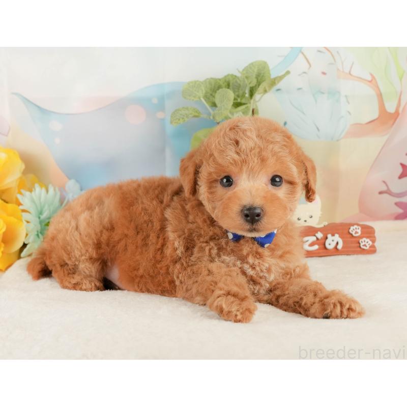 販売中の静岡県のトイプードル-427909の5枚目
