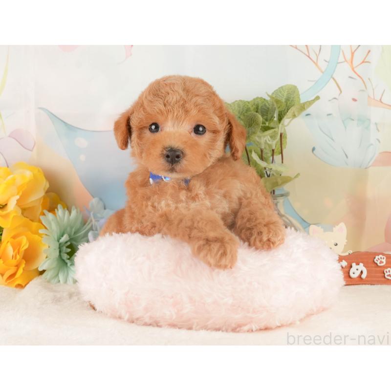 販売中の静岡県のトイプードル-427909の4枚目