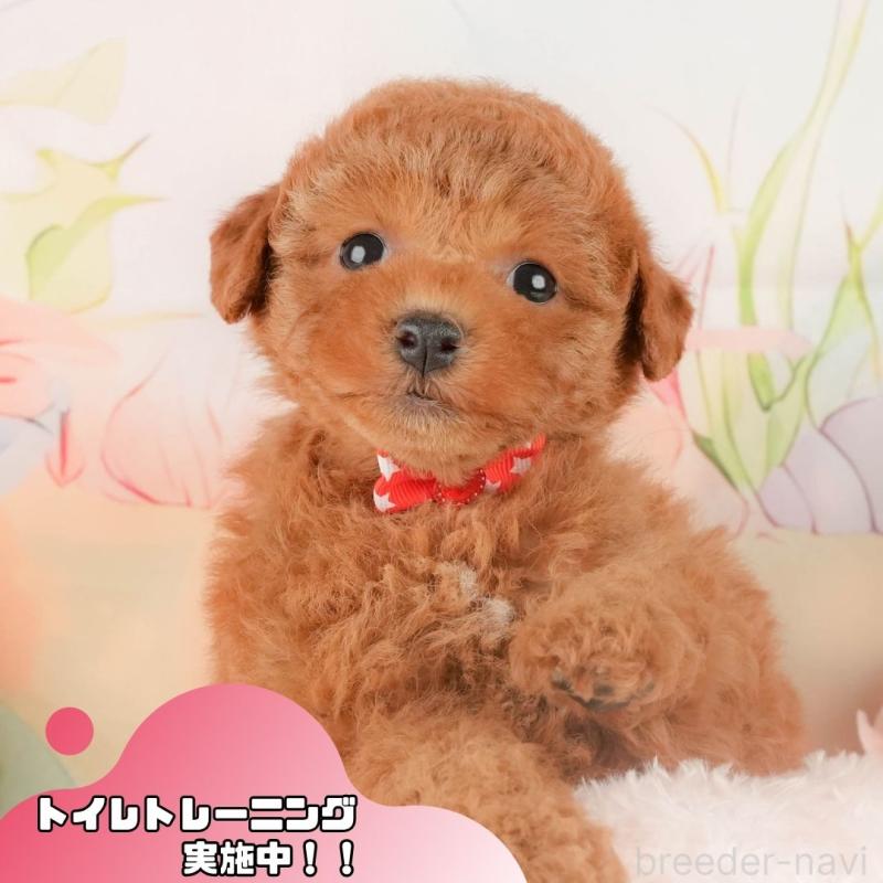 販売中の静岡県のトイプードル-427911