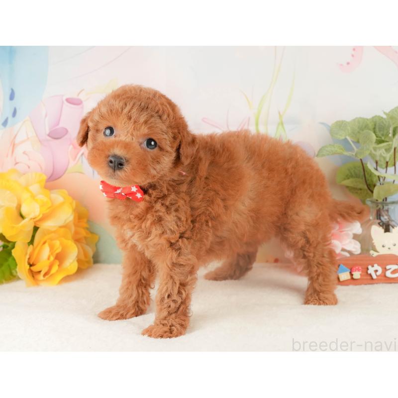 販売中の静岡県のトイプードル-427911の10枚目