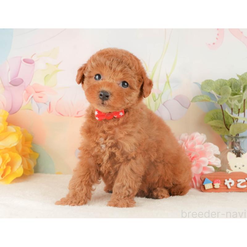 販売中の静岡県のトイプードル-427911の9枚目