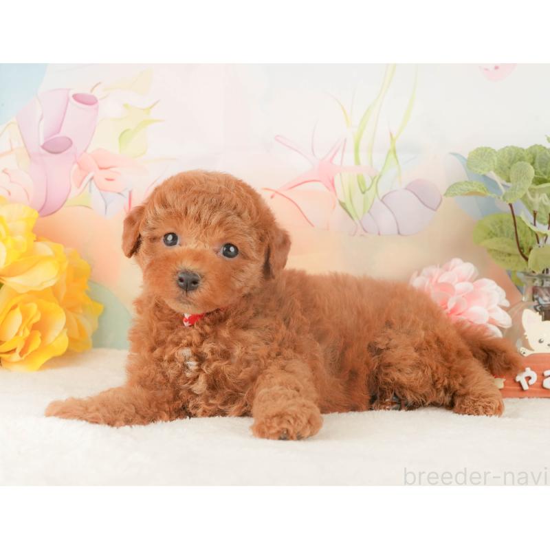 販売中の静岡県のトイプードル-427911の8枚目