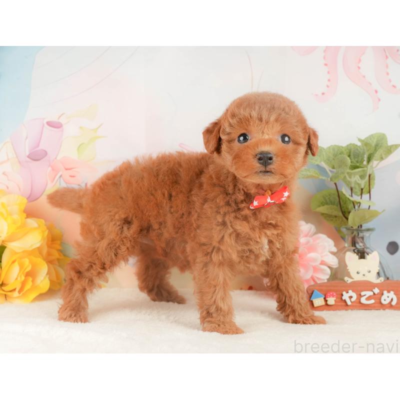 販売中の静岡県のトイプードル-427911の7枚目