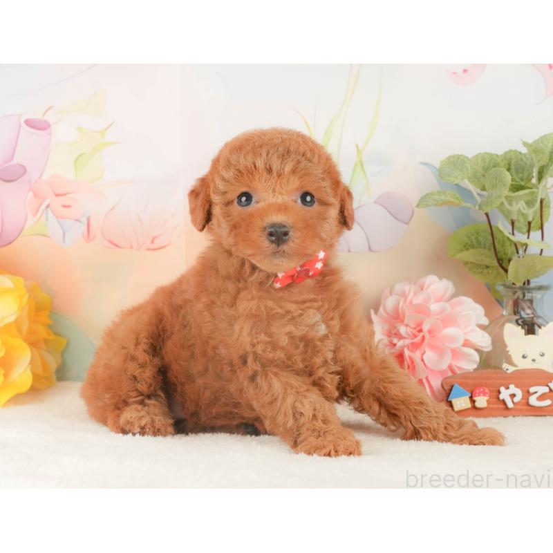 販売中の静岡県のトイプードル-427911の6枚目