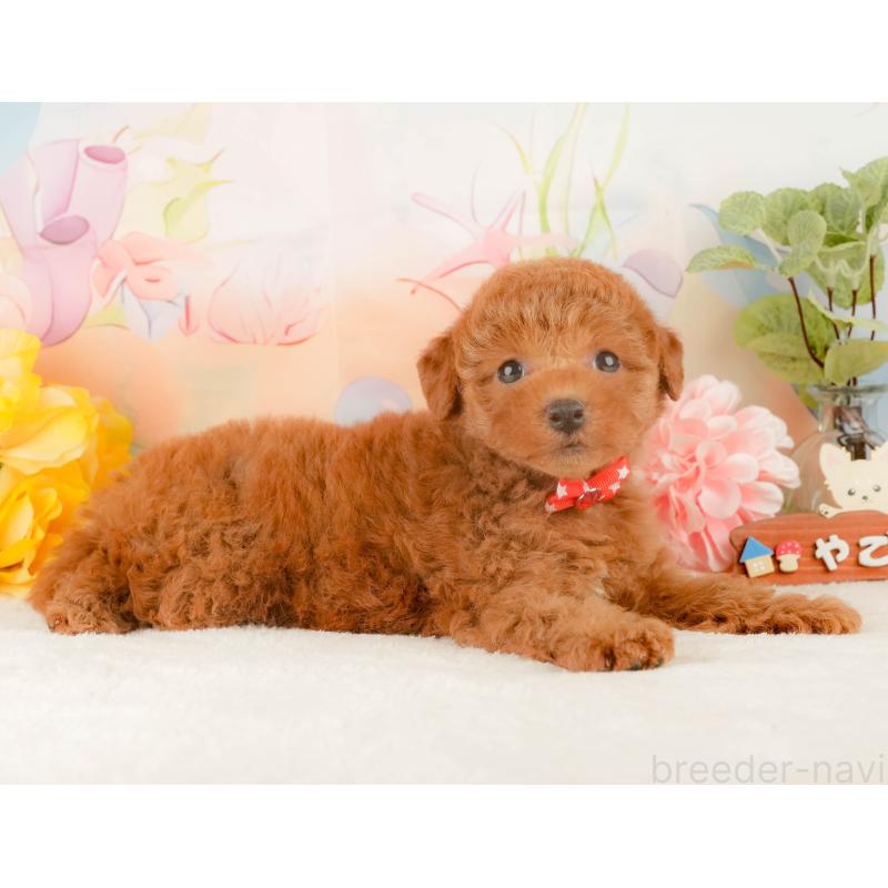 販売中の静岡県のトイプードル-427911の5枚目