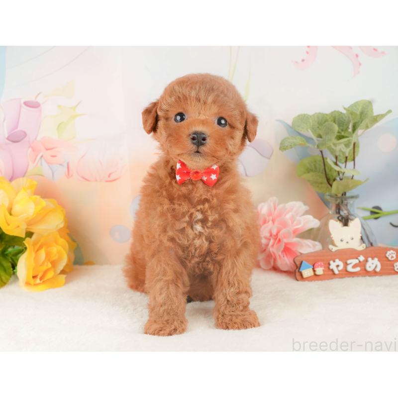 販売中の静岡県のトイプードル-427911の4枚目