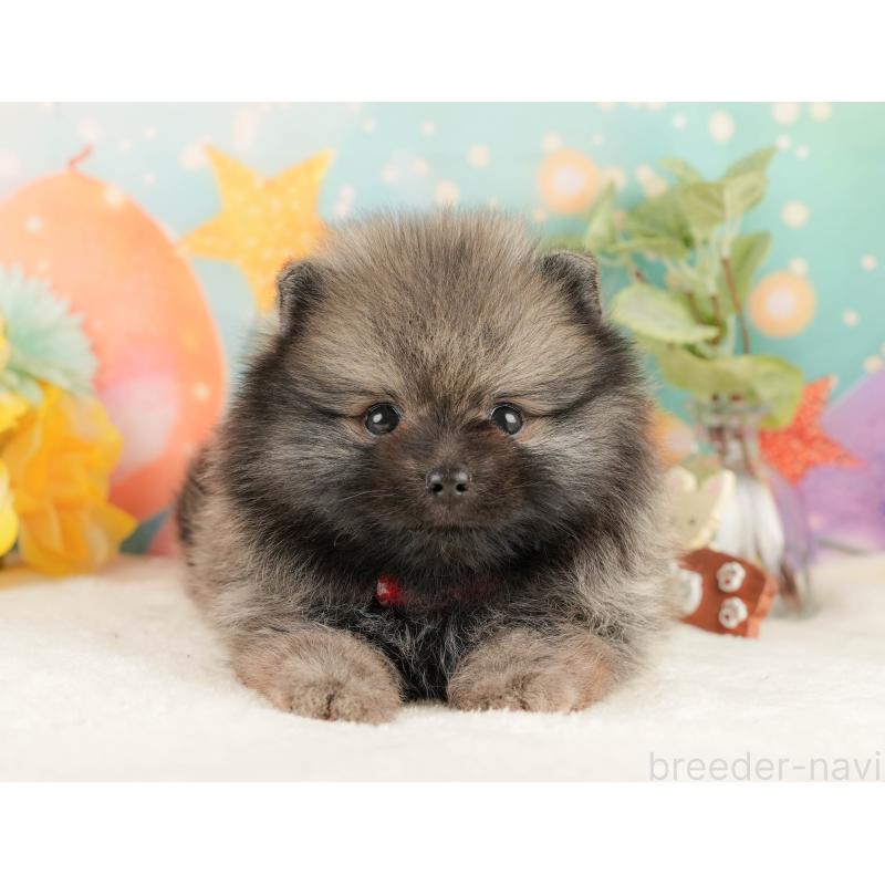 販売中の静岡県のポメラニアン-427912の10枚目