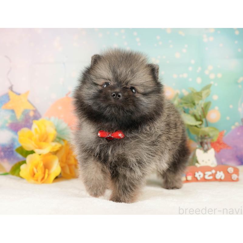 販売中の静岡県のポメラニアン-427912の9枚目
