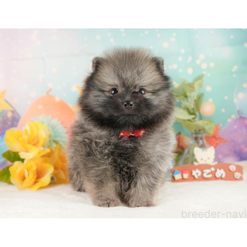 販売中の静岡県のポメラニアン-427912の8枚目