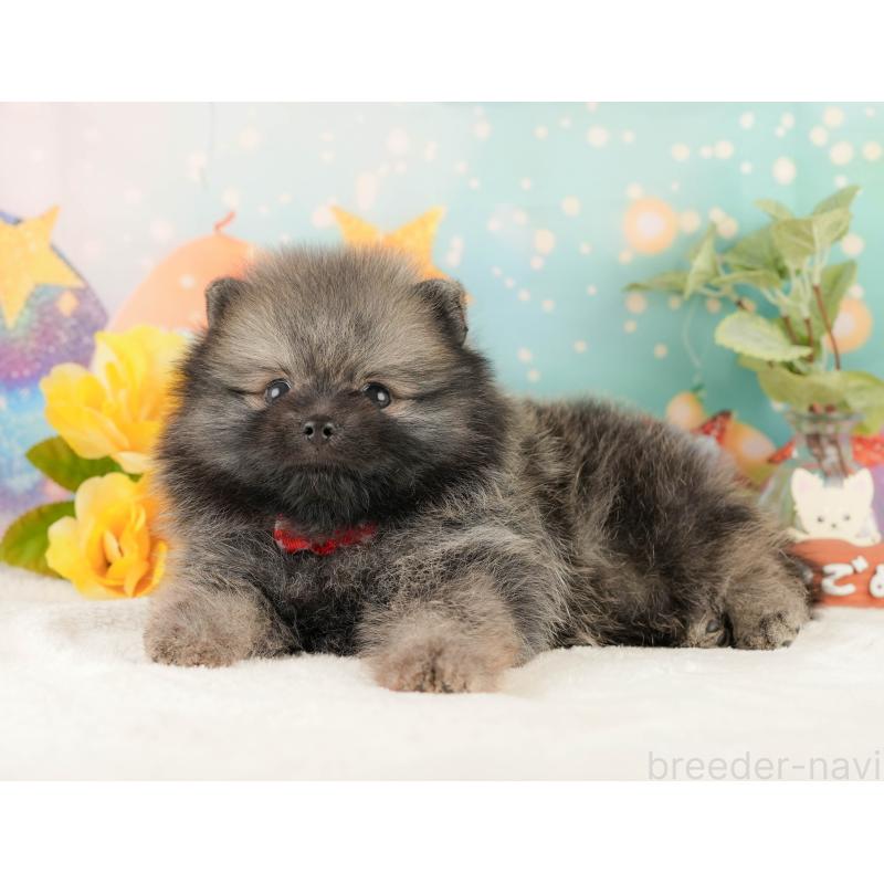 販売中の静岡県のポメラニアン-427912の7枚目