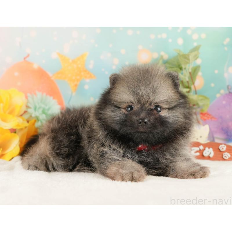 販売中の静岡県のポメラニアン-427912の5枚目