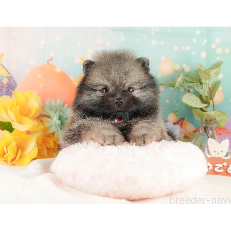 販売中の静岡県のポメラニアン-427912の4枚目