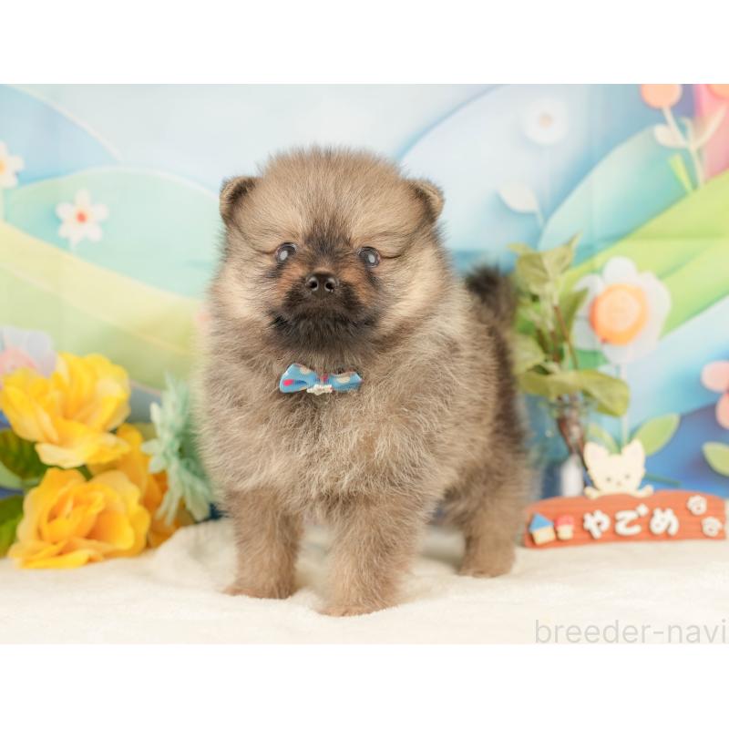 販売中の静岡県のポメラニアン-427913の9枚目