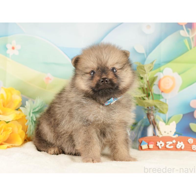 販売中の静岡県のポメラニアン-427913の7枚目