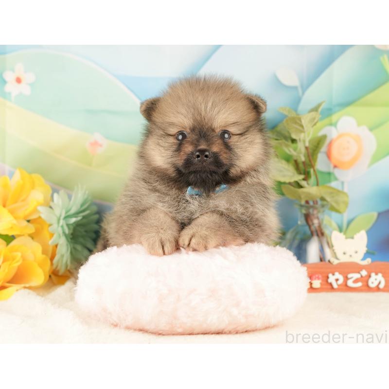 販売中の静岡県のポメラニアン-427913の5枚目
