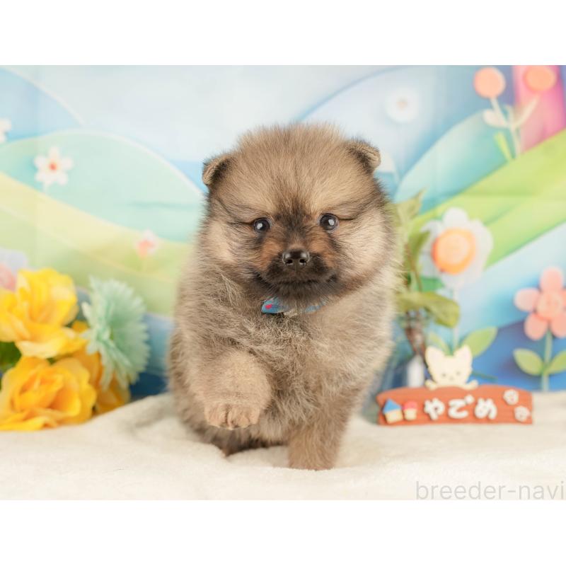 販売中の静岡県のポメラニアン-427913の4枚目